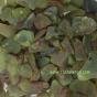 Opale pistache - elixir lithothérapie
